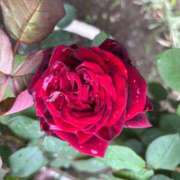 ヒメ日記 2025/08/30 07:34 投稿 柴咲 とわ SUMIRE