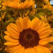 ヒメ日記 2025/09/01 07:09 投稿 柴咲 とわ SUMIRE