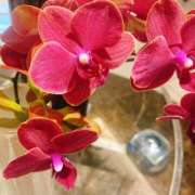 ヒメ日記 2025/09/05 15:17 投稿 柴咲 とわ SUMIRE