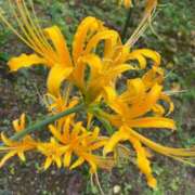 ヒメ日記 2025/10/26 07:52 投稿 柴咲 とわ SUMIRE