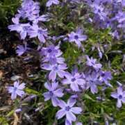 ヒメ日記 2026/04/27 07:34 投稿 柴咲 とわ SUMIRE