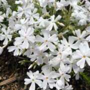 ヒメ日記 2026/04/28 10:39 投稿 柴咲 とわ SUMIRE