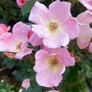 ヒメ日記 2026/05/15 15:13 投稿 柴咲 とわ SUMIRE