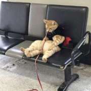 ヒメ日記 2025/04/27 05:35 投稿 レイラ 熟女デリヘル倶楽部