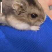 ヒメ日記 2025/03/28 21:02 投稿 あいな ときめき純情ロリ学園～東京乙女組 新宿校