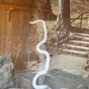 ヒメ日記 2025/03/11 13:08 投稿 萬田 碧 30代40代50代と遊ぶなら博多人妻専科24時