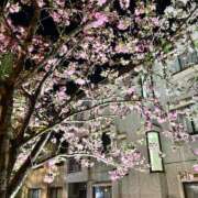 ヒメ日記 2025/04/15 09:40 投稿 萬田 碧 30代40代50代と遊ぶなら博多人妻専科24時