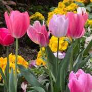 ヒメ日記 2025/04/12 11:00 投稿 カオリ いたずらバニーちゃん