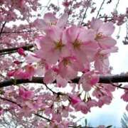 ヒメ日記 2026/04/07 19:00 投稿 カオリ いたずらバニーちゃん