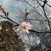 ヒメ日記 2025/01/11 10:37 投稿 あい エロティックマッサージ 錦糸町