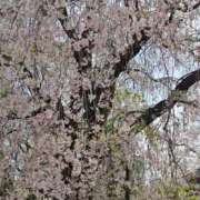 ヒメ日記 2025/04/08 17:08 投稿 あこ エロティックマッサージ 新橋