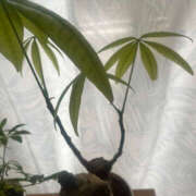 ヒメ日記 2025/01/07 09:12 投稿 まい 性腺熟女100％（デリヘル市場）