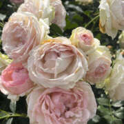 ヒメ日記 2025/01/13 08:21 投稿 まい 性腺熟女100％（デリヘル市場）