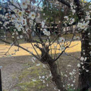 ヒメ日記 2025/02/14 13:55 投稿 まい 性腺熟女100％（デリヘル市場）