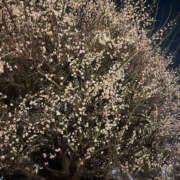 ヒメ日記 2025/02/16 19:09 投稿 まい 性腺熟女100％（デリヘル市場）