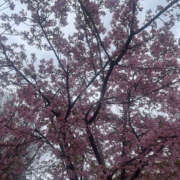 ヒメ日記 2025/03/06 12:58 投稿 まい 性腺熟女100％（デリヘル市場）