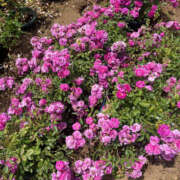 ヒメ日記 2025/03/10 19:24 投稿 まい 性腺熟女100％（デリヘル市場）