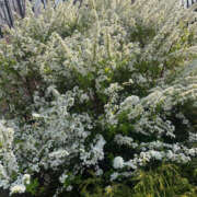 ヒメ日記 2025/03/27 17:38 投稿 まい 性腺熟女100％（デリヘル市場）