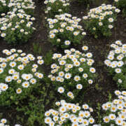 ヒメ日記 2025/04/09 08:28 投稿 まい 性腺熟女100％（デリヘル市場）