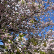 ヒメ日記 2025/04/14 09:54 投稿 まい 性腺熟女100％（デリヘル市場）