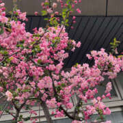 ヒメ日記 2025/04/16 09:47 投稿 まい 性腺熟女100％（デリヘル市場）