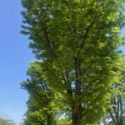 ヒメ日記 2025/04/21 13:27 投稿 まい 性腺熟女100％（デリヘル市場）