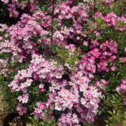 ヒメ日記 2025/04/30 07:32 投稿 まい 性腺熟女100％（デリヘル市場）