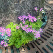 ヒメ日記 2025/05/16 07:42 投稿 まい 性腺熟女100％（デリヘル市場）