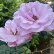 ヒメ日記 2025/05/17 16:42 投稿 まい 性腺熟女100％（デリヘル市場）