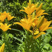 ヒメ日記 2025/05/18 06:55 投稿 まい 性腺熟女100％（デリヘル市場）