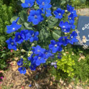 ヒメ日記 2025/05/19 11:16 投稿 まい 性腺熟女100％（デリヘル市場）