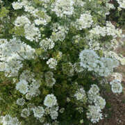 ヒメ日記 2025/05/22 20:15 投稿 まい 性腺熟女100％（デリヘル市場）