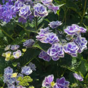 まい 日記よ！さようなら👋 性腺熟女100％（デリヘル市場）