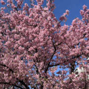 ヒメ日記 2026/03/12 06:45 投稿 まい 性腺熟女100％本店（デリヘル市場）