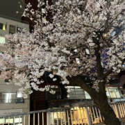 ヒメ日記 2026/03/28 07:35 投稿 まい 性腺熟女100％（デリヘル市場）