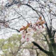 ヒメ日記 2025/04/03 17:58 投稿 かんな 東京妻next (京都グループ)