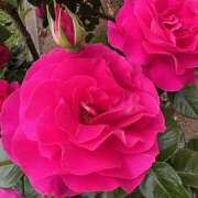 ヒメ日記 2025/01/11 09:02 投稿 里田 熟らぶ