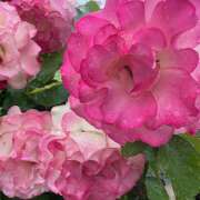 ヒメ日記 2025/01/12 09:02 投稿 里田 熟らぶ