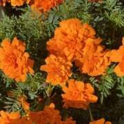 ヒメ日記 2025/01/19 09:55 投稿 里田 熟らぶ