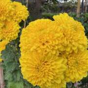 ヒメ日記 2025/01/25 09:15 投稿 里田 熟らぶ