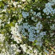 ヒメ日記 2025/03/31 09:10 投稿 里田 熟らぶ