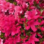 ヒメ日記 2025/04/19 08:45 投稿 里田 熟らぶ