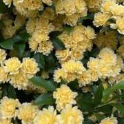 ヒメ日記 2025/04/26 09:03 投稿 里田 熟らぶ