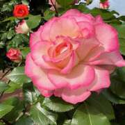 ヒメ日記 2025/05/05 09:07 投稿 里田 熟らぶ