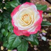 ヒメ日記 2025/05/18 09:12 投稿 里田 熟らぶ