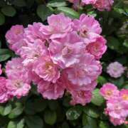 ヒメ日記 2025/05/24 08:52 投稿 里田 熟らぶ