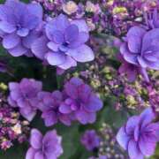 ヒメ日記 2025/06/08 09:02 投稿 里田 熟らぶ