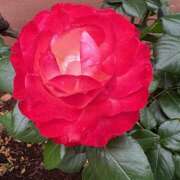 ヒメ日記 2025/07/06 10:35 投稿 里田 熟らぶ