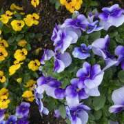 ヒメ日記 2025/07/27 08:50 投稿 里田 熟らぶ