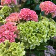 ヒメ日記 2025/09/11 17:24 投稿 里田 熟らぶ